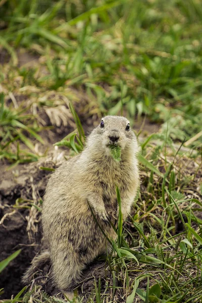 Das Ziesel Frisst Grasblätter Freier Wild Netter Ziesel Eichhörnchen Ziesel — Stockfoto