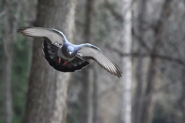 Una Paloma Voladora Sobre Parque Paloma Ampliamente Espaciada Alas Pájaro —  Fotos de Stock