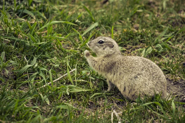 Das Ziesel Frisst Grasblätter Freier Wild Netter Ziesel Eichhörnchen Ziesel — Stockfoto