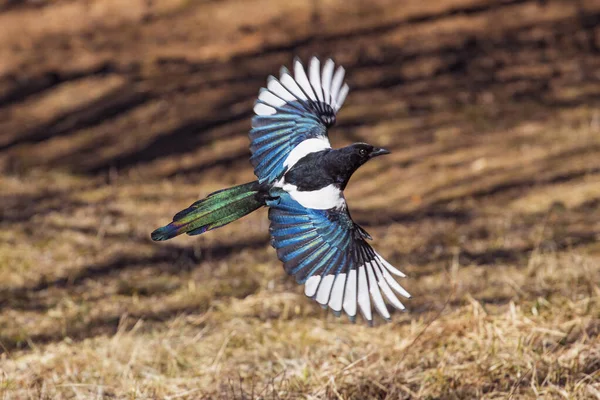 Μια Ιπτάμενη Καρακάξα Στο Πάρκο Όμορφα Μεγάλα Φτερά Από Φωτεινά — Φωτογραφία Αρχείου