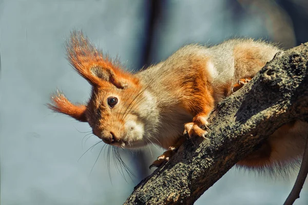 Squirrel close-up in the park sitting on a tree and eating a nut