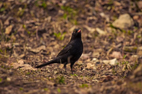 Blackbird Stands Withered Spring Grass Looks Something — Stock Photo, Image