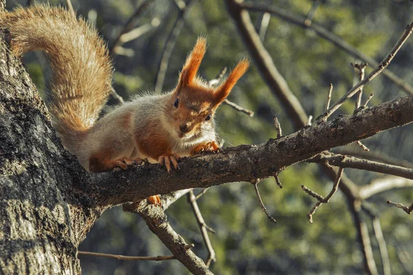 Squirrel close-up in the park sitting on a tree and eating a nut