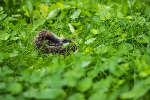 Hérisson Est Mignon Enroulé Dans Une Boule Dort Sur Herbe — Photo