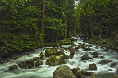 Ormandaki dağ nehri. Yeşil ağaçlar. Büyük taşlar..