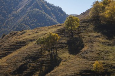 Dağlarda sarı yapraklı sonbahar ağaçları. Batan güneşin ışığı ağaçların üzerine düşüyor..