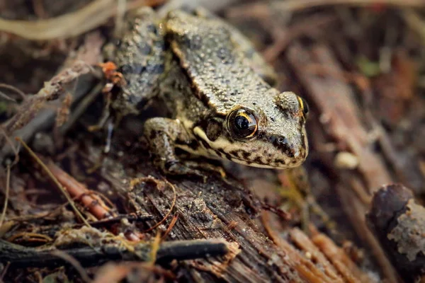 Kleiner Frosch Aus Nächster Nähe Sitzend Auf Der Rinde Eines — Stockfoto