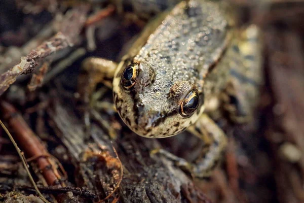 Kleiner Frosch Aus Nächster Nähe Sitzend Auf Der Rinde Eines — Stockfoto