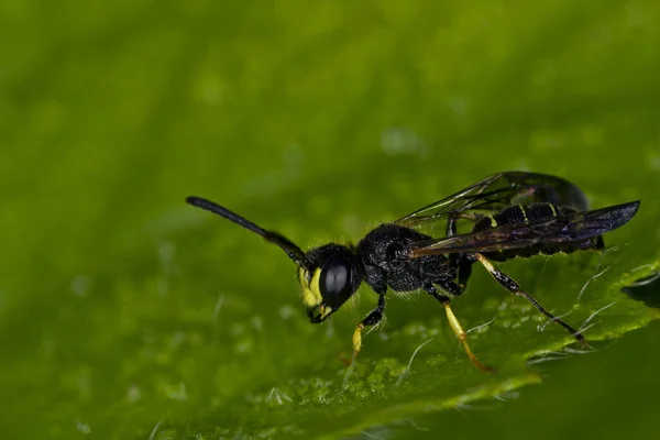 Eine Kleine Wespe Auf Einem Grünen Blatt Mit Tropfen Morgentau — Stockfoto