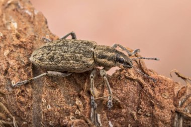 Böcek doğal şartlarda bir buğday biti. Çimen ve ağaç kabuğu