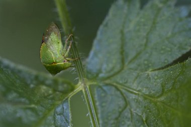 Ağaç zıpzıpzıpzıpı bir yaprağın üzerinde oturuyor. Bir böceğin makro görüntüleri..
