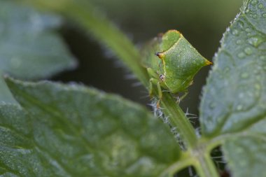 Ağaç zıpzıpzıpzıpı bir yaprağın üzerinde oturuyor. Bir böceğin makro görüntüleri..