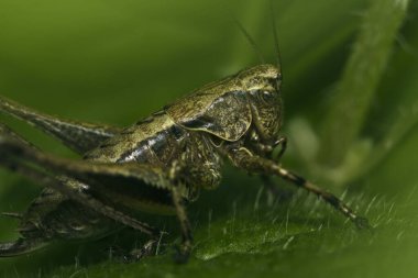 Çekirge çimlerin üzerinde oturuyor.
