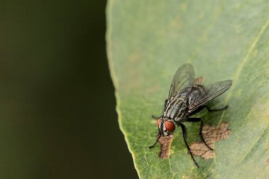Yakın planda bir sinek yaprağın üzerinde oturuyor. Bir böceğin doğal ortamında makrofotoğrafçılık yapması.