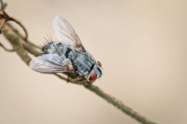 Yakın planda bir sinek yaprağın üzerinde oturuyor. Bir böceğin doğal ortamında makrofotoğrafçılık yapması.