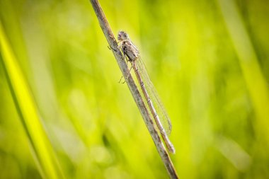 Bir kız sineği sabahları çimenlerin üzerinde tek başına oturur. Neşeli bir bakış. Böcek bir yusufçuk..