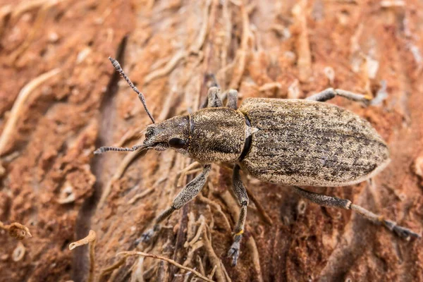 Scarabeo Diavoletto Condizioni Naturali Erba Corteccia Albero — Foto Stock