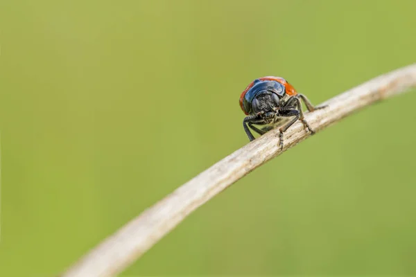 Red Black Beetle Close Morning Dew Dry Blade Grass — Stock Photo, Image