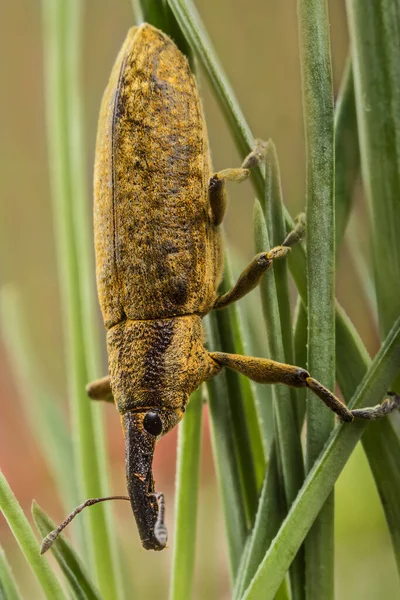 Kever Een Snuitkever Natuurlijke Omstandigheden Gras Boomschors — Stockfoto