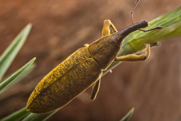 Besouro Gorgulho Condições Naturais Erva Casca Árvore — Fotografia de Stock