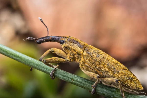 Escarabajo Gorgojo Condiciones Naturales Hierba Corteza Árbol —  Fotos de Stock