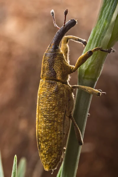 Besouro Gorgulho Condições Naturais Erva Casca Árvore — Fotografia de Stock