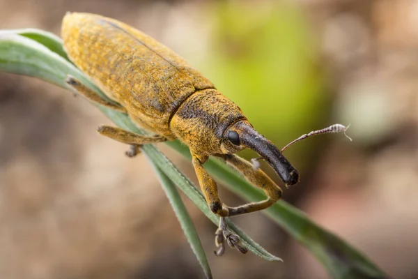 Escarabajo Gorgojo Condiciones Naturales Hierba Corteza Árbol —  Fotos de Stock