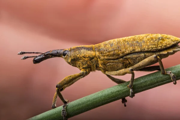 Besouro Gorgulho Condições Naturais Erva Casca Árvore — Fotografia de Stock