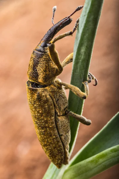 Besouro Gorgulho Condições Naturais Erva Casca Árvore — Fotografia de Stock