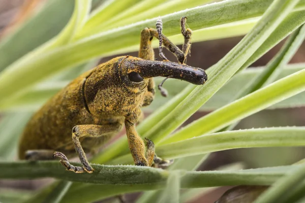 Besouro Gorgulho Condições Naturais Erva Casca Árvore — Fotografia de Stock