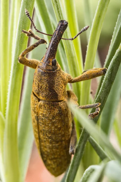 Besouro Gorgulho Condições Naturais Erva Casca Árvore — Fotografia de Stock