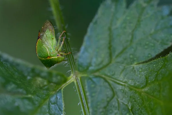 Tree Hopper Sitting Leaf Close Macro Shots Insect — Stock Photo, Image