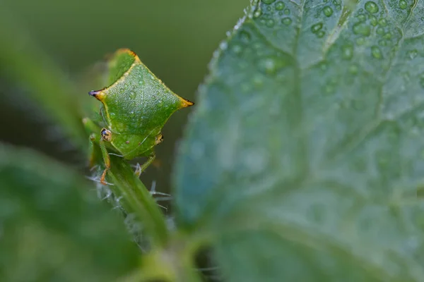 Boom Hopper Zit Een Blad Close Macro Shots Van Een — Stockfoto