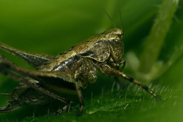 Grasshopper Close Sentado Grama — Fotografia de Stock