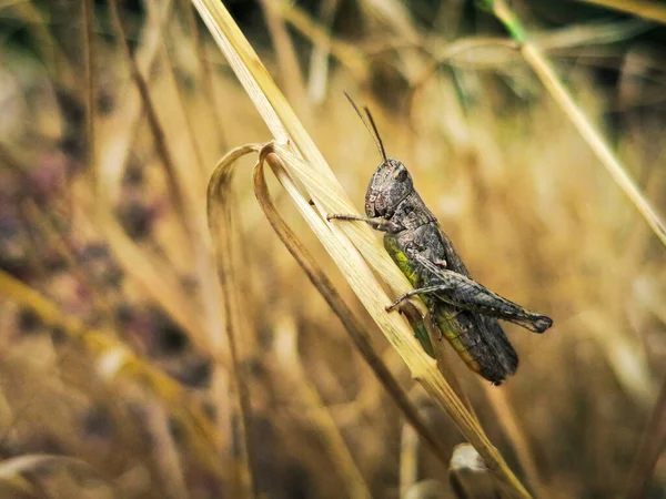 Gräshoppa Närbild Sitter Gräset — Stockfoto