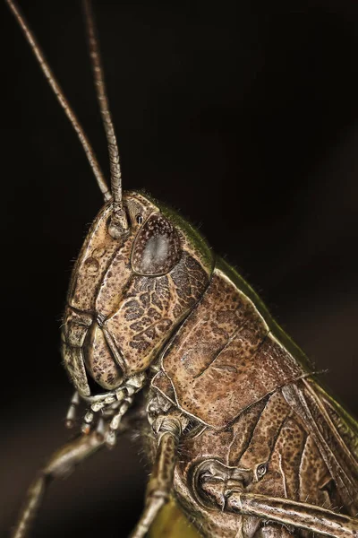 Portrait Grasshopper Close Black Background — Stock Photo, Image