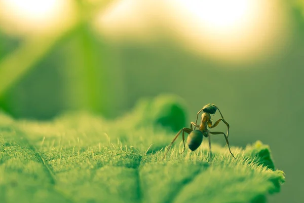 Uma Formiga Preta Numa Folha Ambiente Natural — Fotografia de Stock