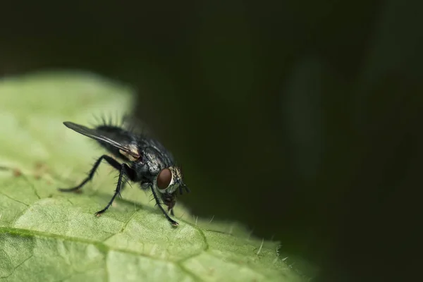 Fluga Sitter Ett Löv Nära Håll Insekts Makrofotografi Sin Naturliga — Stockfoto