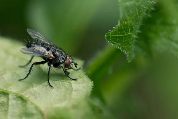 Fluga Sitter Ett Löv Nära Håll Insekts Makrofotografi Sin Naturliga — Stockfoto