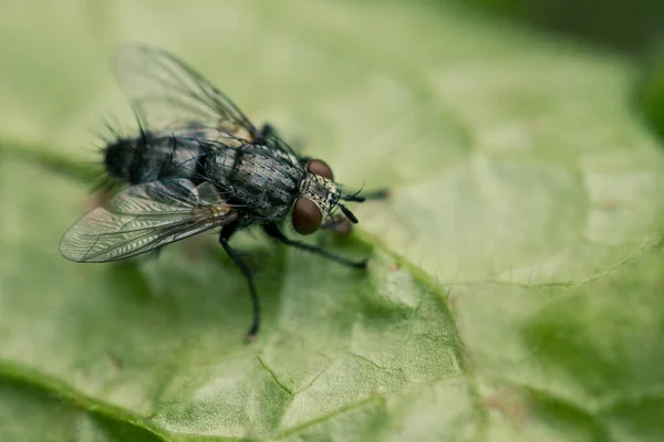 Fluga Sitter Ett Löv Nära Håll Insekts Makrofotografi Sin Naturliga — Stockfoto