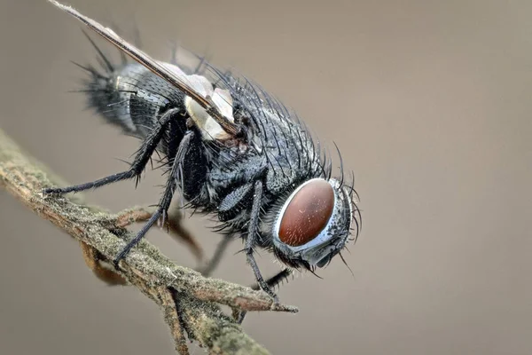 Porträt Einer Fliege Auf Einem Zweig Augen Und Durch Makrofotografie — Stockfoto