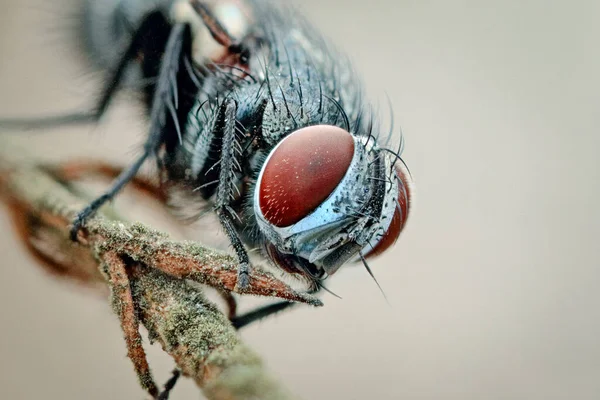Porträtt Fluga Kvist Ögon Mot Ögon Insekts Makrofotografi Sin Naturliga — Stockfoto
