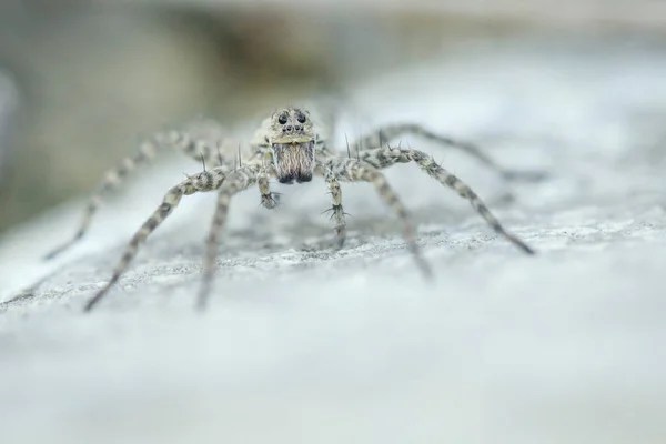白色石头上的白色蜘蛛把爪子都张开了 眼睛对眼睛 蜘蛛昆虫的宏观摄影 — 图库照片