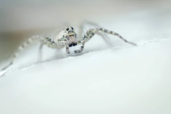白色石头上的白色蜘蛛把爪子都张开了 眼睛对眼睛 蜘蛛昆虫的宏观摄影 — 图库照片