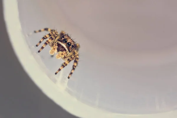 一只可爱的跳跃蜘蛛坐在白色的反射面上 蜘蛛的宏观摄影 — 图库照片
