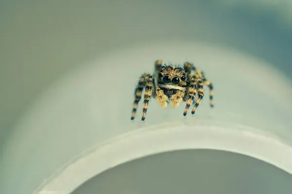 깡충거미 마리가 표면에 있습니다 거미의 매크로 — 스톡 사진