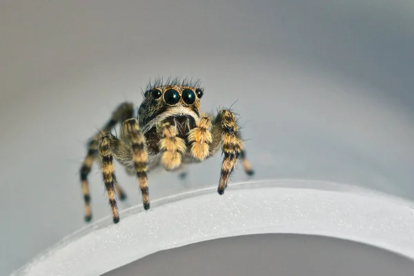 Une Jolie Araignée Sauteuse Est Assise Sur Une Surface Réfléchissante — Photo