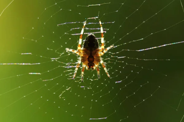 Une Araignée Est Suspendue Sur Une Toile Sur Fond Coloré — Photo