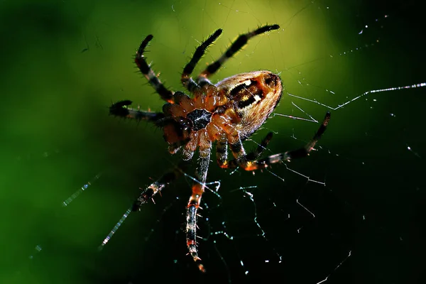 Une Araignée Est Suspendue Sur Fil Toile Sur Fond Coloré — Photo