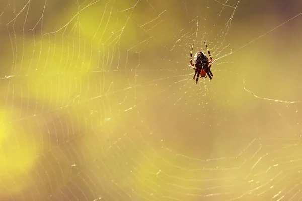 Une Araignée Est Suspendue Sur Fil Toile Sur Fond Coloré — Photo